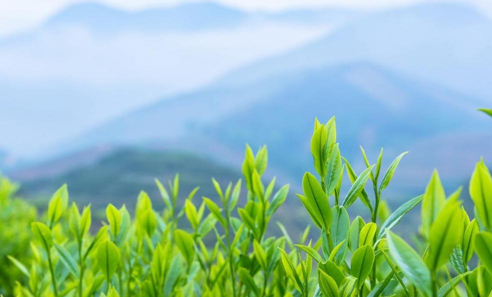 山東省高等職業(yè)教育茶樹栽培與茶葉加工專業(yè)教學(xué)指導(dǎo)方案評(píng)審會(huì)在我院召開