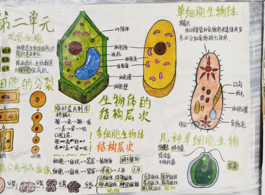 孟津學校六年級秋季實踐活動，探索食品生物科學，感知農場微觀世界